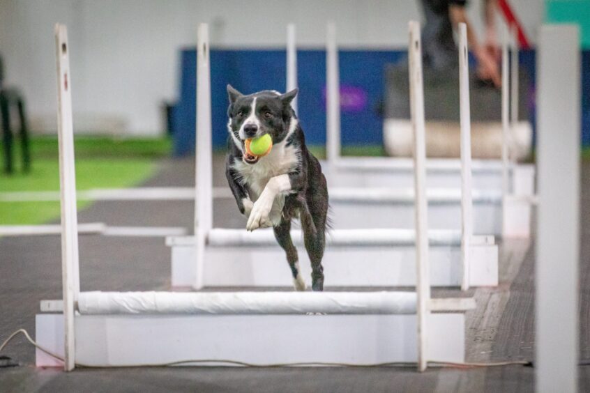 Flyball team collie in action.