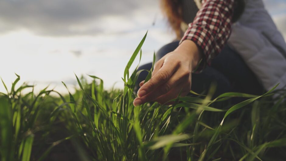 Female farmer's hand touches green leaves of young wheat in the field