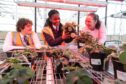 Pupils Michael Ross (left) and Menite Okoye-John with plant production technician Alison Dobson in one of the controlled lighting glasshouses. Image: Paul Reid