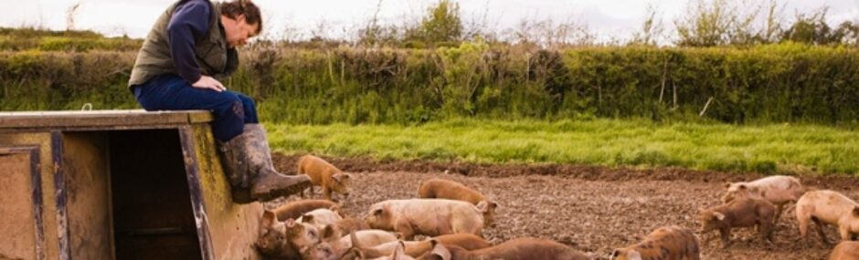 a farmer with his pigs