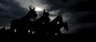 Racing horses in sillhouette.