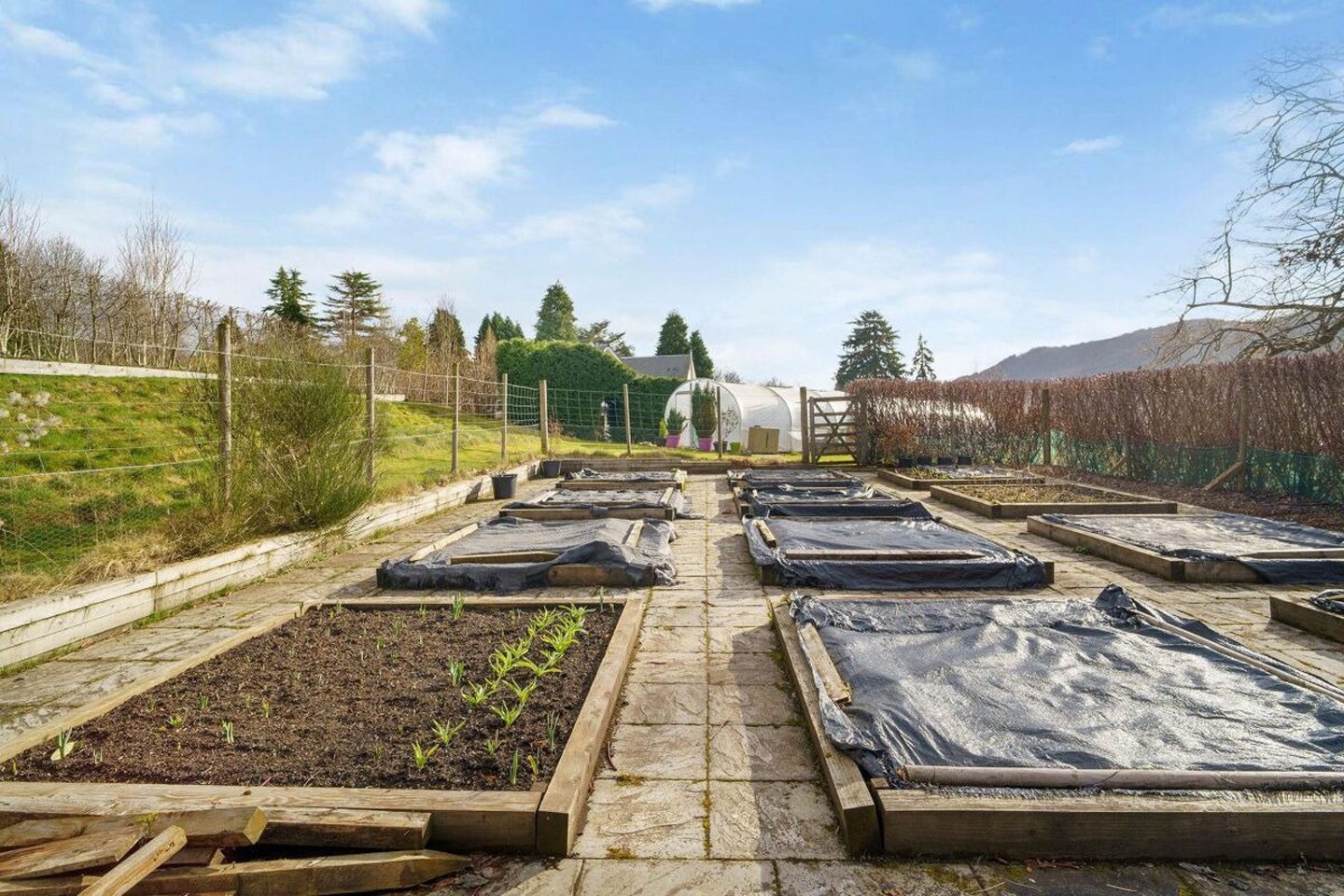 Vegetable patch.