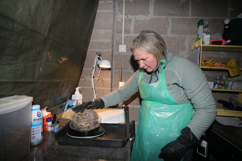 Dawn Airlie opened a hedgehog sanctuary in her garage,