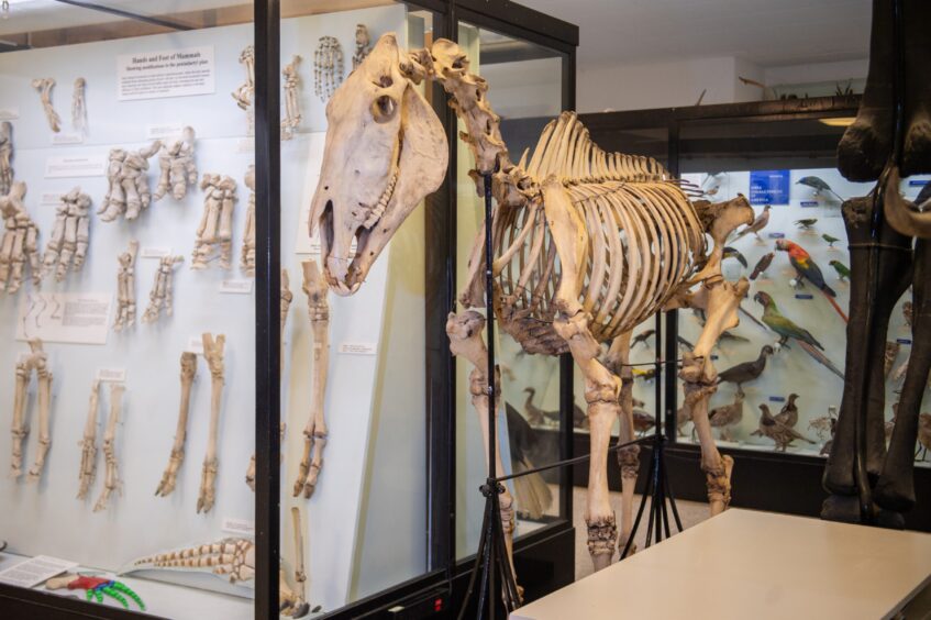 Image shows: some of the animal skeletons on display at Bell Pettigrew Museum in St Andrews. What's On Fife.
