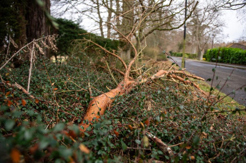 Fallen trees at former Letham Grange Hotel near Arbroath.