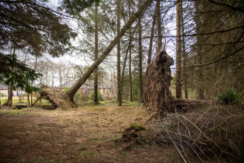 Fallen trees at Letham Grange.