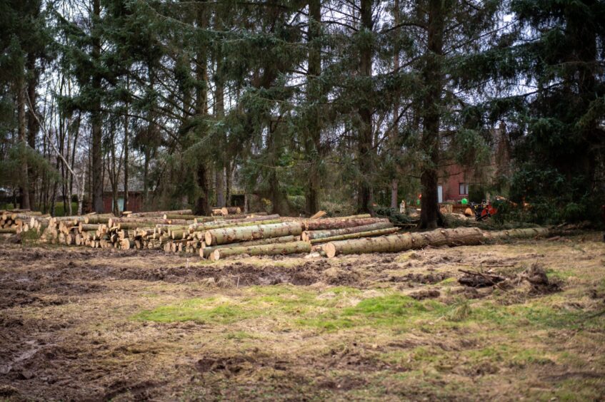 Letham Grange tree s damaged by storms.