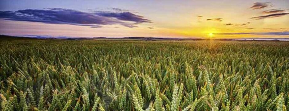 a field of wheat