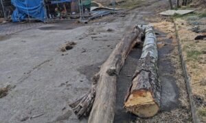 The law states that it is an offence to ignore an official tree restocking order without reasonable reason. Image: Supplied