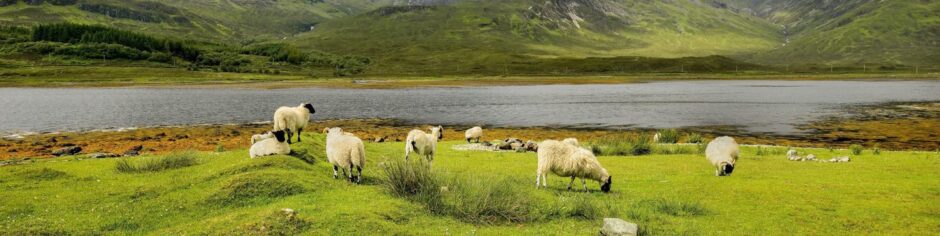 sheep grazing in a field