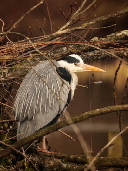 Heron at Keptie Pond in Arbroath tangled in fishing line.