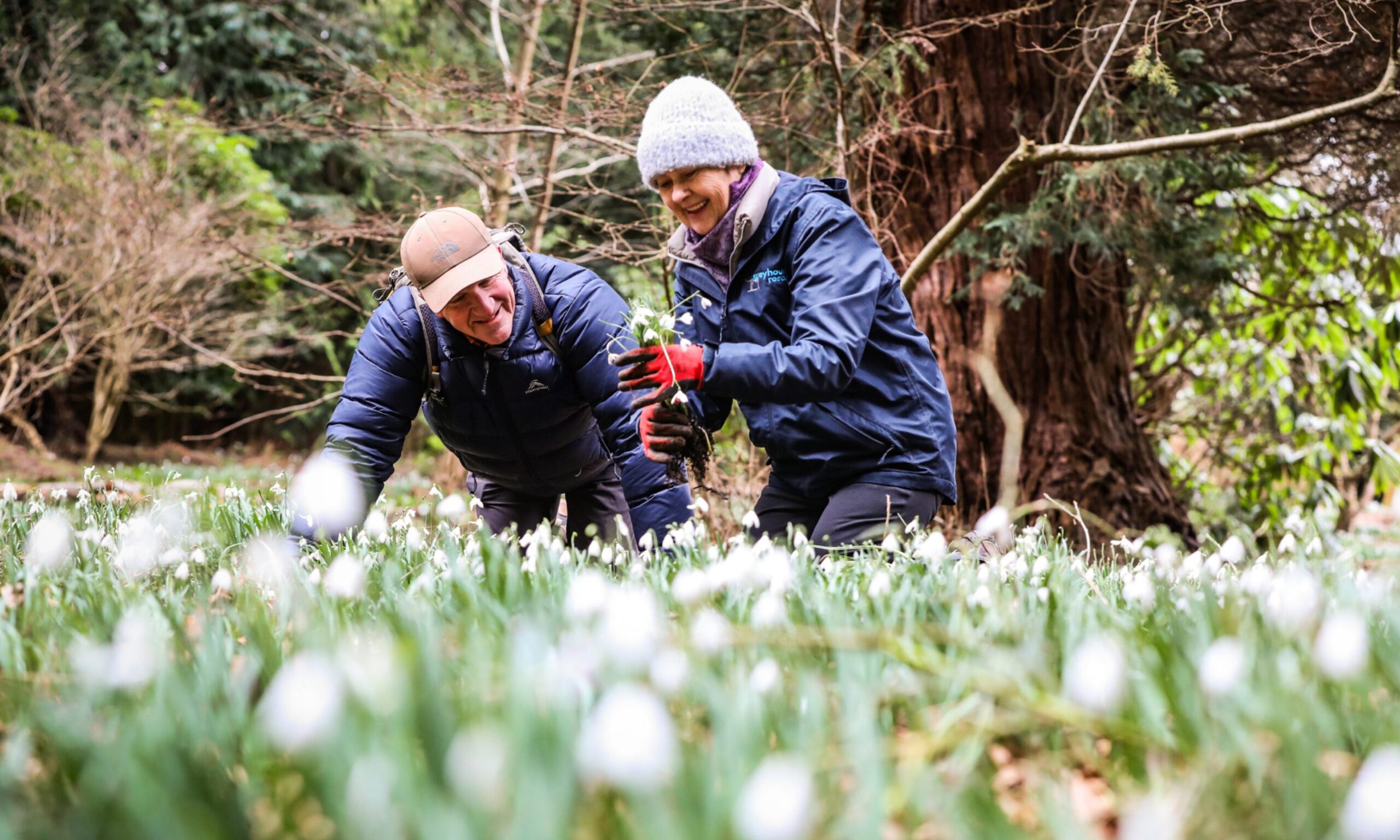 Planting Memories – Maureen and Mike Owen, visiting from Sydney, take part in the Snowdrop Festival tradition at Glamis Castle. Image: Mhairi Edwards/DC Thomson