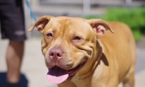 Pitbull dog
