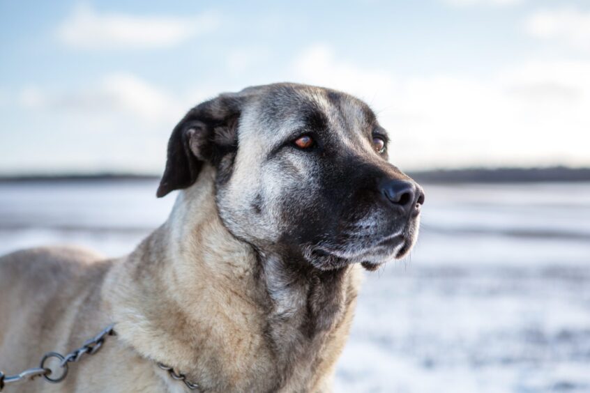 A Turkish Kangal dog. 