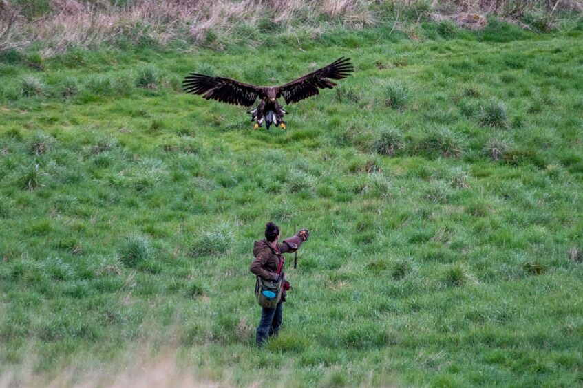 Roxanne and white-tailed eagle River in action. 