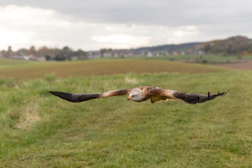 Red kite Robyn in flight. 