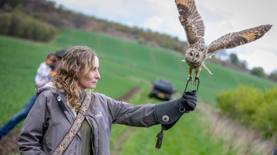 Long-eared owl Spock lands on Cheryl's gloved hand. 
