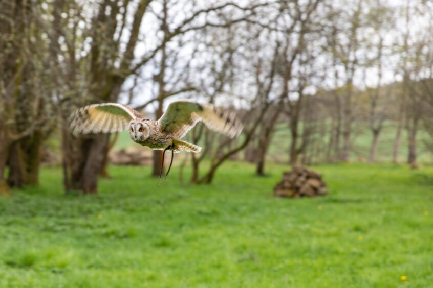 Long-eared owl Spock glides through the air with woodland in the background. 