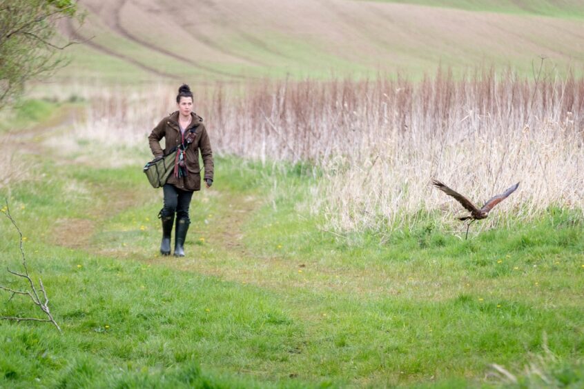 Isha sticks close to falconer Roxanne Blyther as they skirt a field. 
