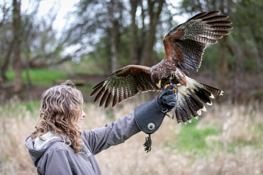 Harris hawk Isha plucks her reward from Cheryl's fist.