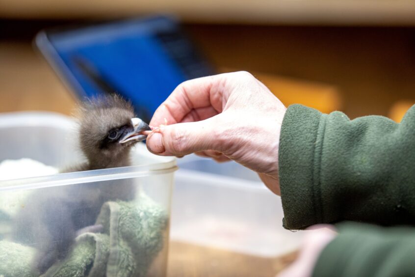 A six-day old African hawk eagle is hand-fed before being introduced to a potential foster mum.