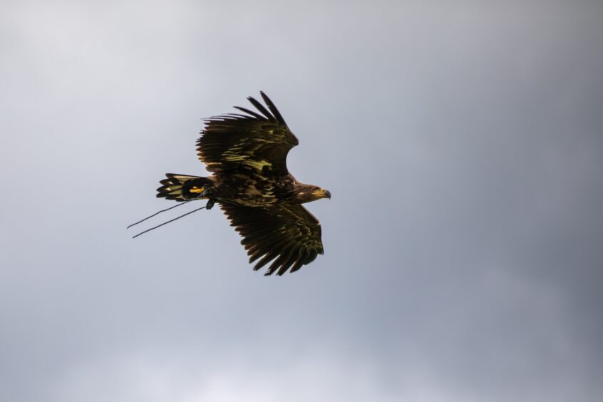 White-tailed eagle River in flight. 