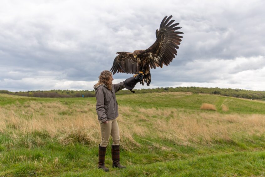 White-tailed eagle River lands on Cheryl's gloved hand. 