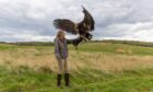 River swoops down to land on the hand of our writer Cheryl Peebles. Image: Steve Brown/DC Thomson.