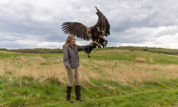 CR0052959, Cheryl Peebles, Cluny. Elite Falconry Experience for Desireable Day Out. Picture Shows: Cheryl Peebles gets up close and personal to 'River' the White Tailed Eagle at Elite Falconry in Cluny. Tuesday 22nd April 2025. Image: Steve Brown/DC Thomson