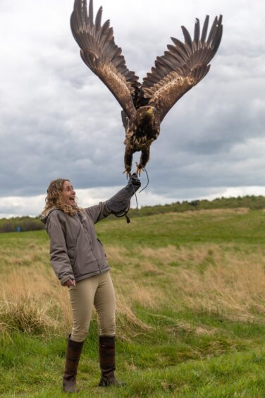 White-tailed eagle River lands on Cheryl's hand.