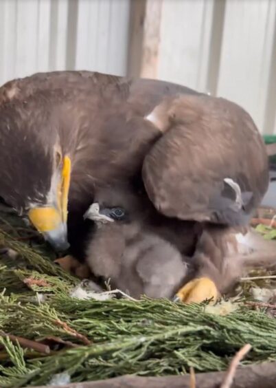 The African hawk eagle chick is mothered by its steppe eagle foster mum. 