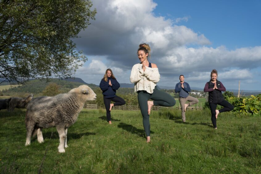 People can take part in sheep therapy at the Stirlingshire wellness retreat. 