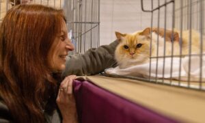 The Dundee Championship Cat Show 2025 at the Caird Hall, Dundee.
Image: Paul Reid