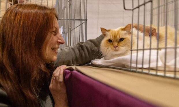 The Dundee Championship Cat Show 2025 at the Caird Hall, Dundee.
Image: Paul Reid