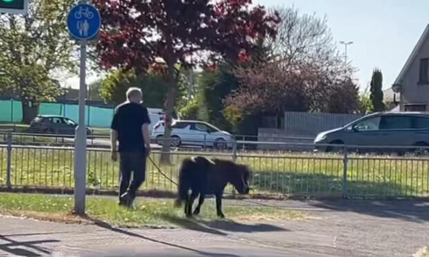 A video of Dundee man Graham Burns walking Shetland pony Pixie along Arbroath Road has gone viral