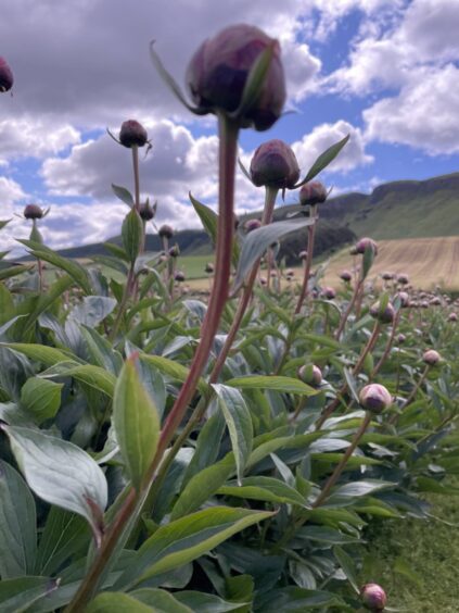 Alex's latest crop of peonie roses