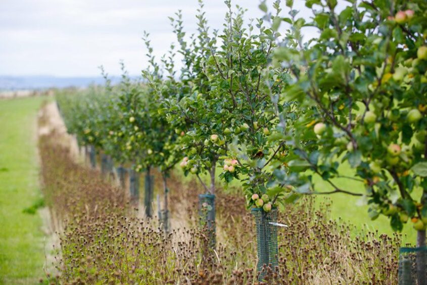 A row of apple trees