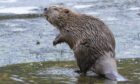 Beaver at Argaty estate. Image: Mark Hamblin/Scotlandbigpicture.com
