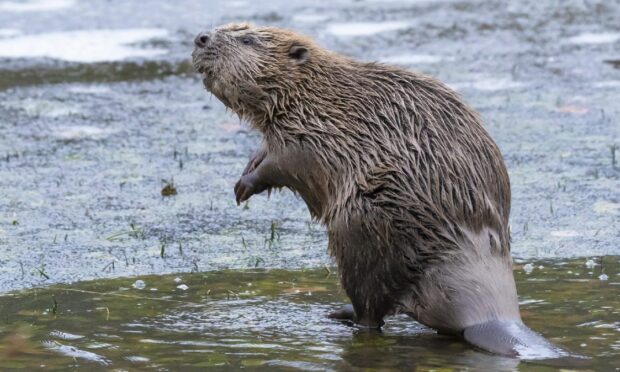 Beaver at Argaty estate. Image: Mark Hamblin/Scotlandbigpicture.com