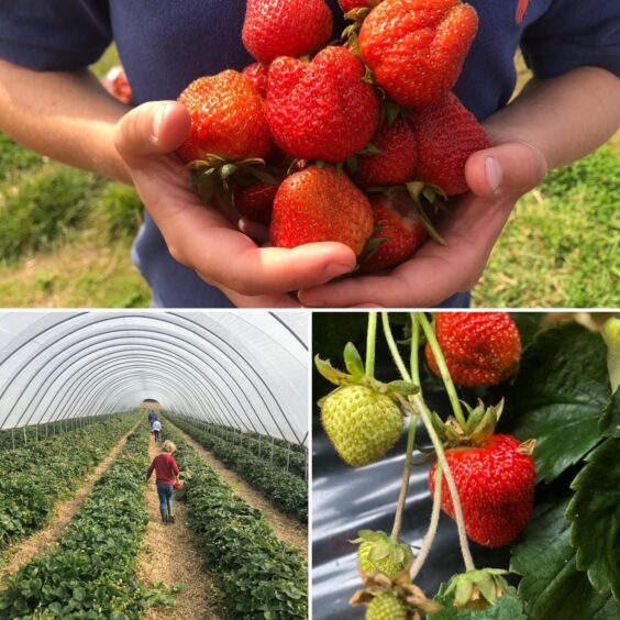 the strawberries available for pick your own at Broadslap Farm. 