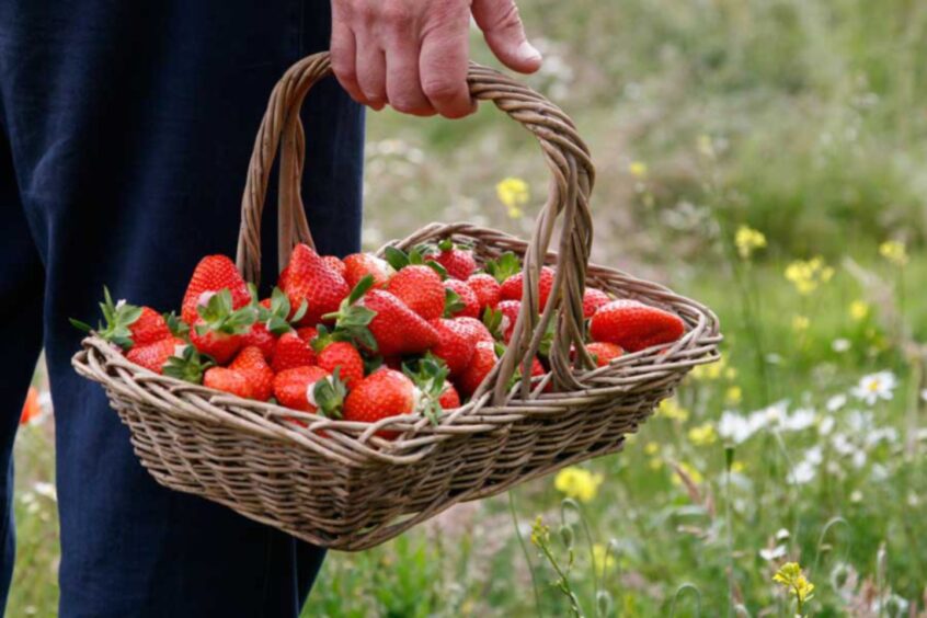 a pretty woven basket full of hand picked strawberries with wildflowers in the background.