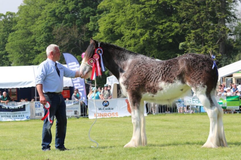 Last year's Fife Show Clydesdale horse champion