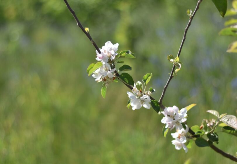 An apple tree in blossom.