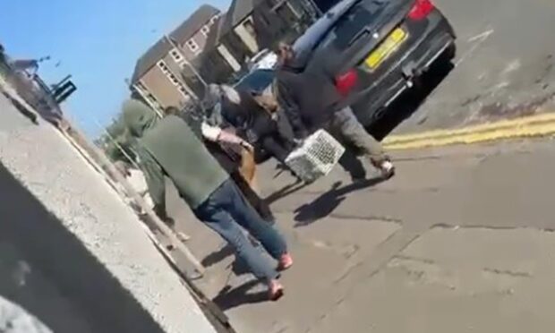 Dogs were removed from an address in the Hilltown area of Dundee amid a probe.