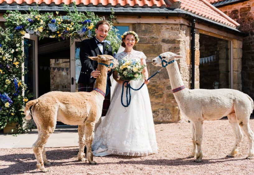Eilidh Dickson and Sandy Bendall had alpacas at their wedding at Falside Mill, Kingsbarns. 