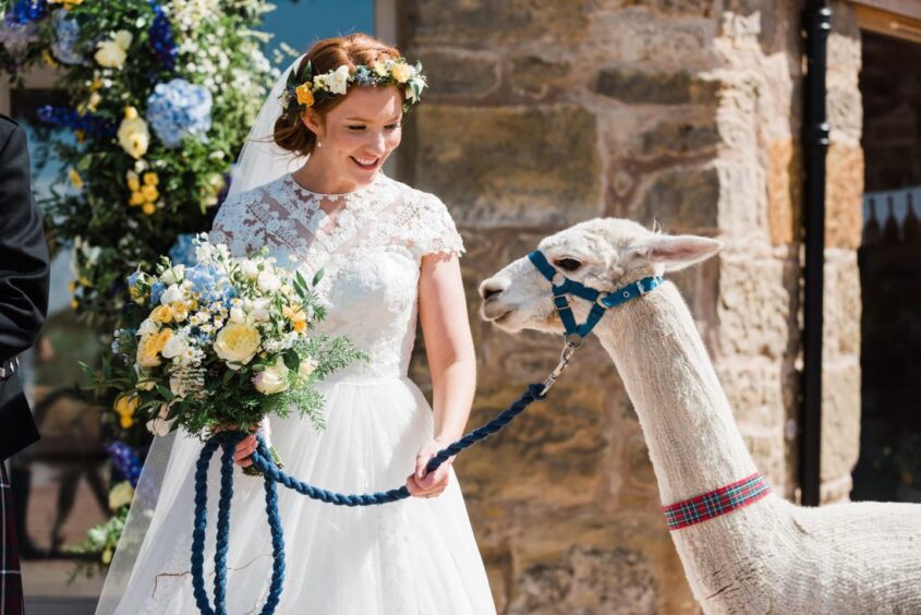 Eilidh Dickson bonds with an alpaca at her wedding