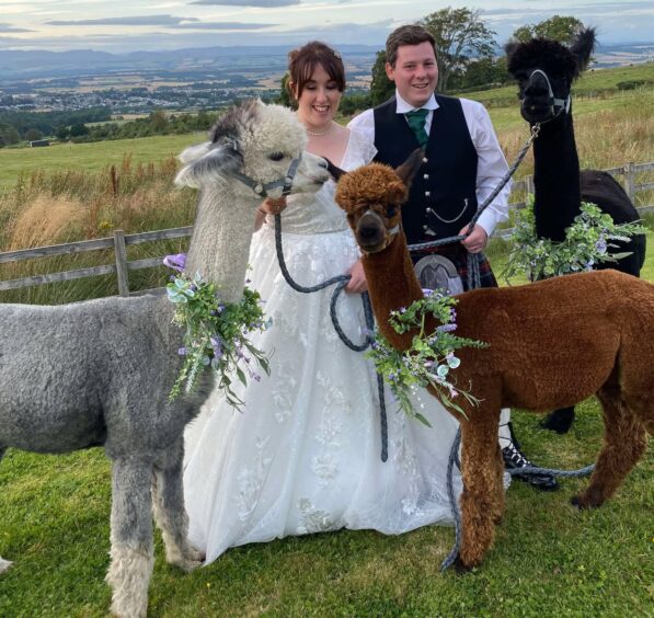 Gregor and Karen Stuart had three alpacas at their wedding at Alexander House in Auchterarder.
