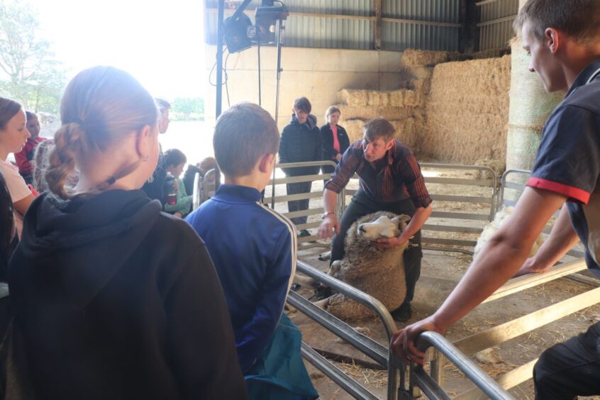 Sheep shearing demonstration at Droverhall Farm, Crossgates. 