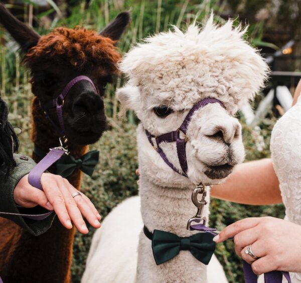 The two alpacas - Lily and Forever - that attended Katie and Michael Donnelly's wedding.
