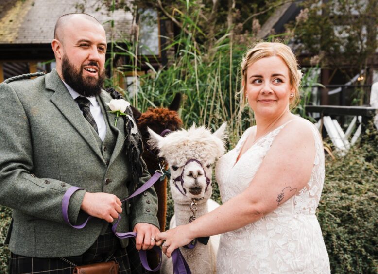 Michael and Katie Donnelly with the alpacas at their wedding